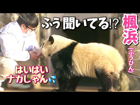 【パンダアイドル楓浜】ナカ飼育員の言葉を100%理解する天才🐼ずーっと話しかけてくれたからね♡