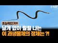 하늘을 나는 뱀이 있다?