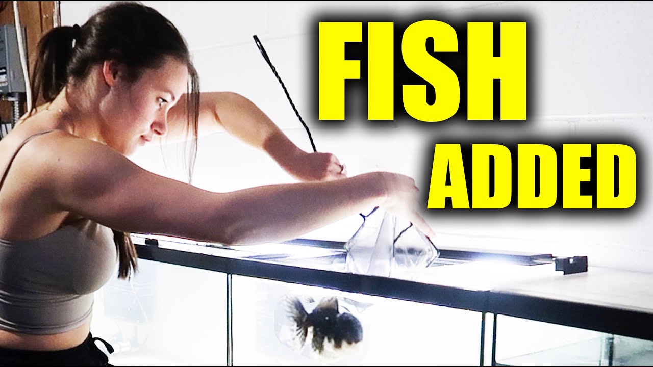 FIRST FISH ADDED TO AQUARIUMS - ADayWithT - YouTube
