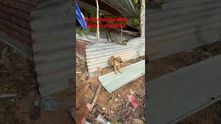 Anak Anjing Paling Bijak Di Malaysia  Cute Puppy short