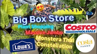 Big Box Store Plant Shopping Lowe's Massive Monstera Thai Constellation Costco Houseplant Finds
