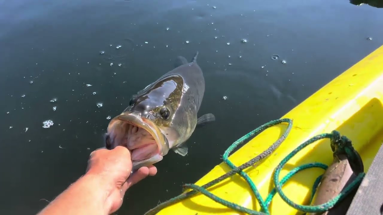 Fishing Vlog 13 Kayak Bass Fishing Tournament Bass Manager The