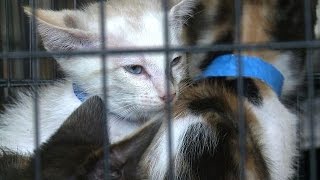World's first 'Comic-Con for cat people' takes LA by storm