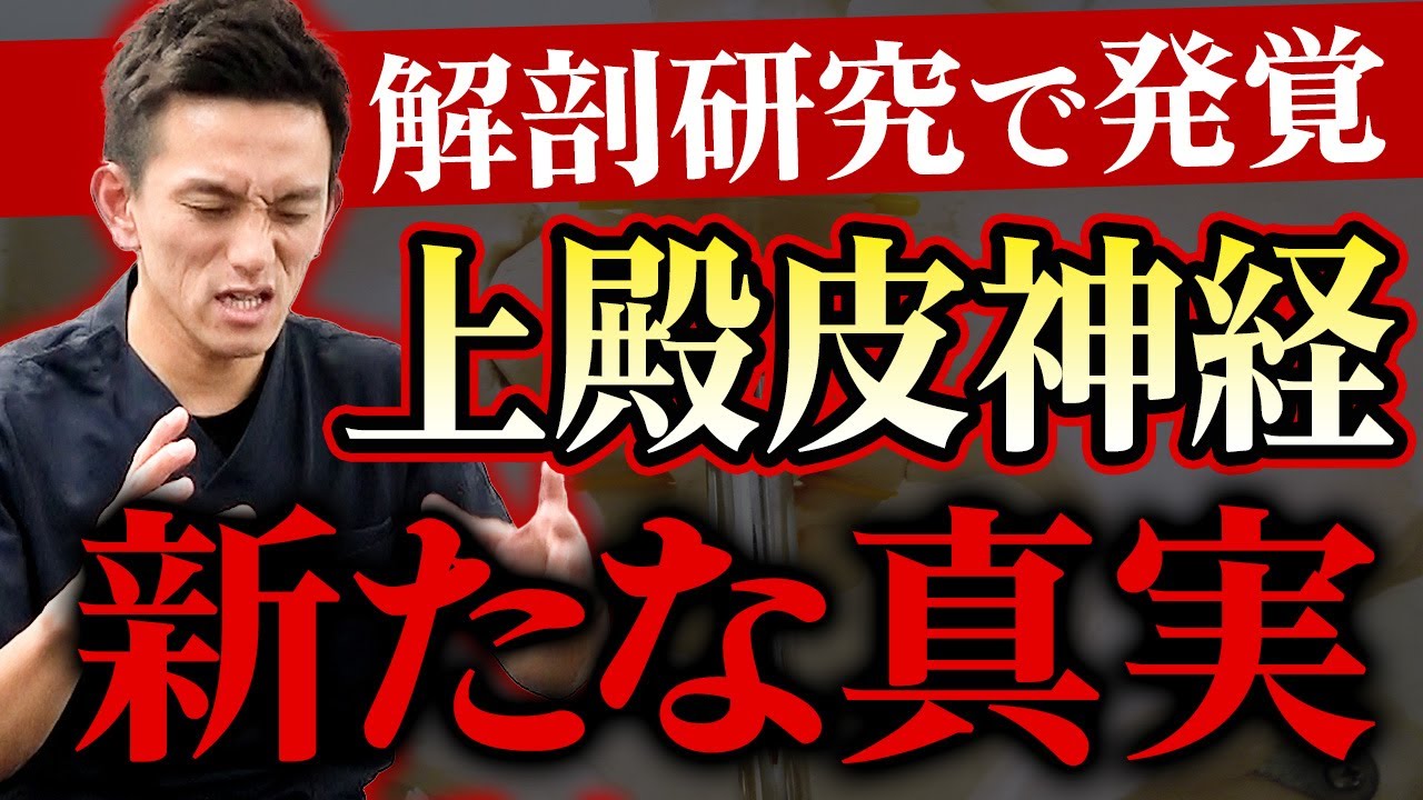 【衝撃】上殿皮神経について解剖研修で新たに判明したメカニズムを特別に教えます！お尻の表面の痺れを根本から改善！