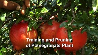 Training and Pruning of Pomegranate Plant