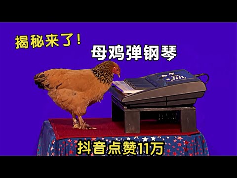 动物成精了！揭秘达人秀上“会弹琴的母鸡”，点赞高达11万！