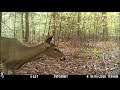 A Deer Fell Asleep In Front of The Trail Camera! Also some funny fawn footage!