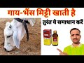 पशु मिट्टी खाए तो क्या करें।।#Animals #Farming #Cattle #buffalo🐃 #Pilaniadairyfarm👍 #murrah #cow🐄