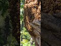 massive bee hive. there was a beekeeper lady who saved them all. after I dropped it.lol