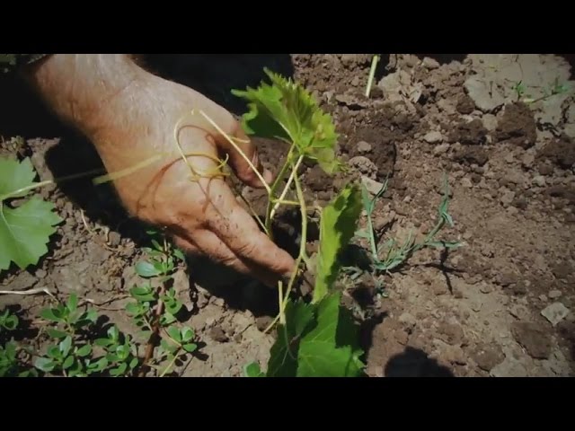 Как размножить виноград отводками