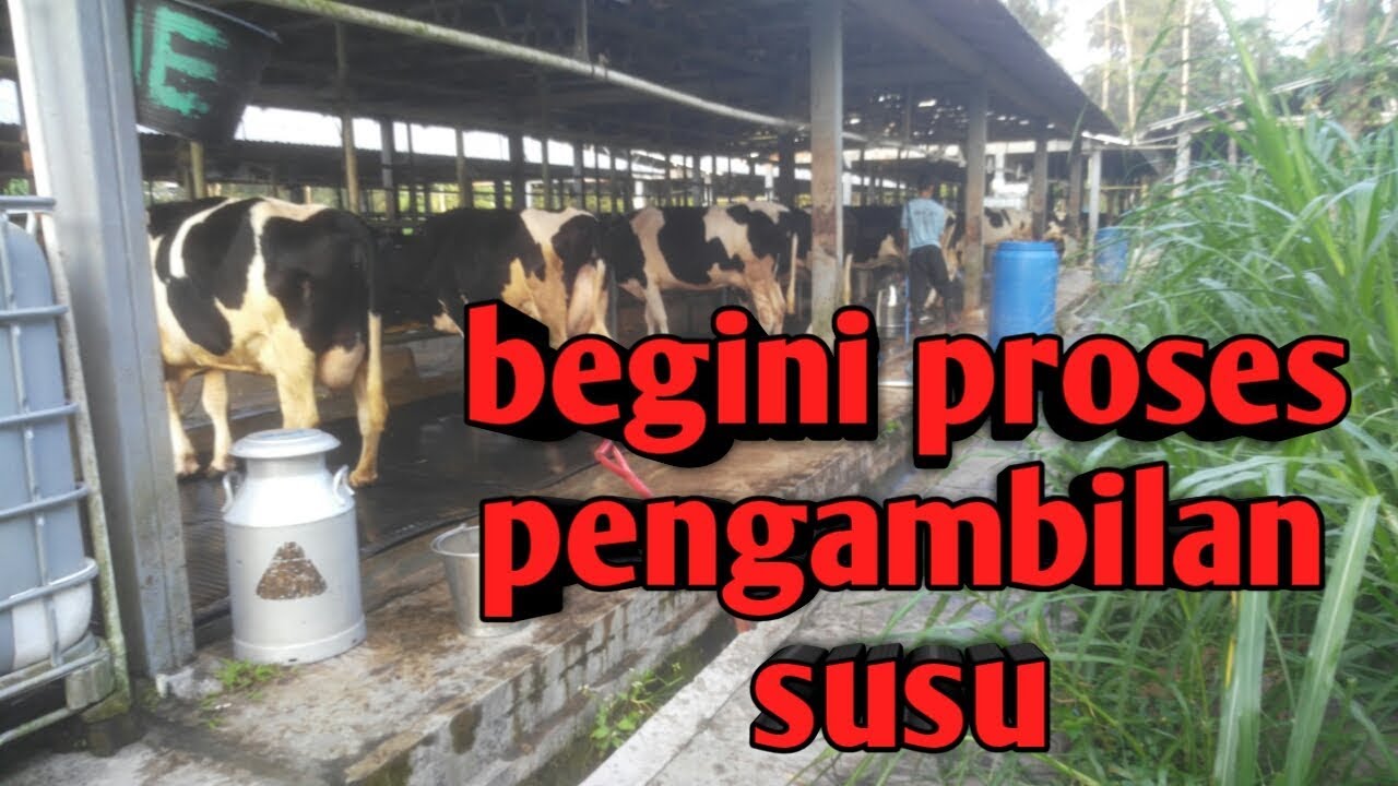 Proses Pembuatan Susu Sapi