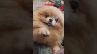 #шпиц #собакаприколы #собаки #смешныеживотные #dog #собака #померанскийшпиц #смешнойшортс #животные