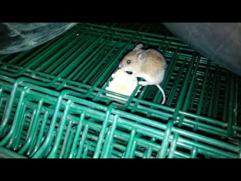 Mouse eats bread. თაგვი ჭამს პურს