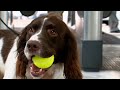 On the front line with londons dog squad  send in the dogs full episode