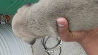 Pug female puppy under nose ((9999558041)) by Jai Guru ji kennel 38 views 4 years ago 22 seconds