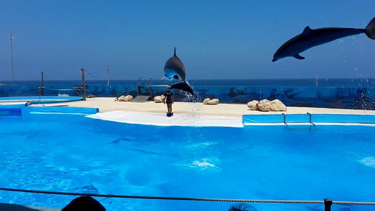 dolphin cruises malta