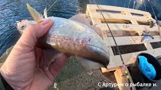 видео: А Я Лаврушку узнаю а по поклёвке картинка: А Я Лаврушку узнаю а по поклёвке