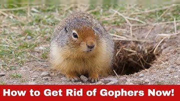 Gopher Invasion? Here