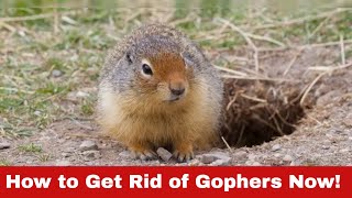 Gopher Invasion? Here