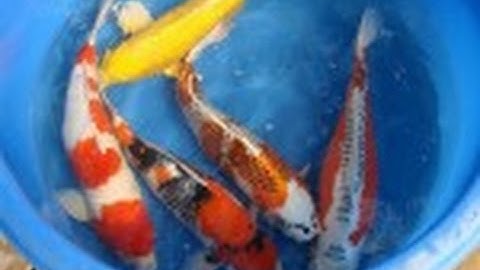 Bán Cá Chép Koi Giống F1 - Trại Cá Kiểng Diamond Da