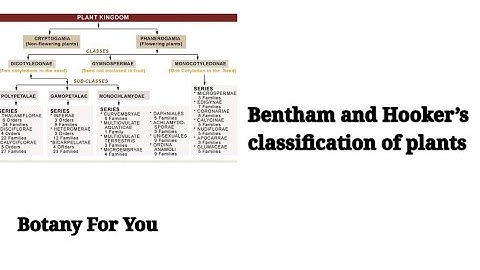 Bentham and Hooker’s classification of plants | Botany For You