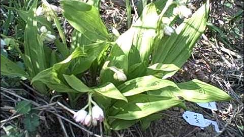 Wuying Lin working with Hong Liu to track flower phenology