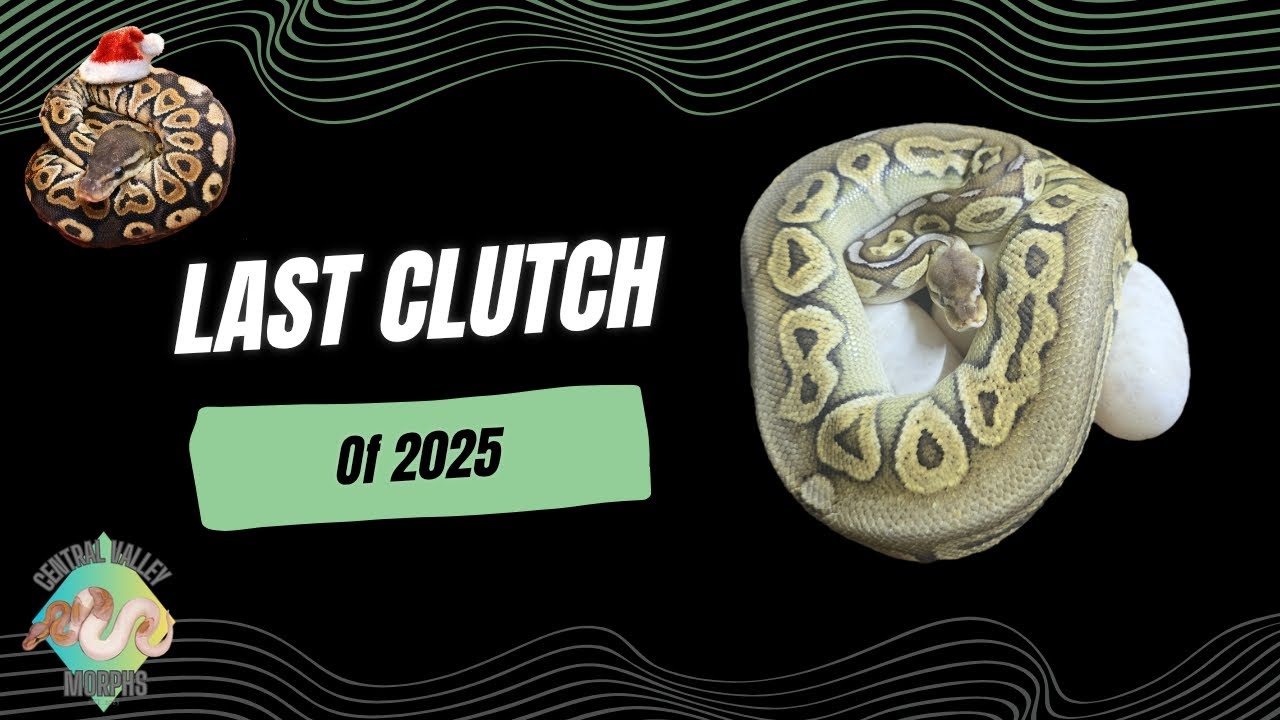 Last Egg Cutting of 2025! And sneak peak at some 2026 Pairings!