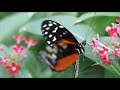 Butterflies at the krohn conservatory