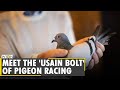 Pigeon racing enthusiasts fly high trained for longdistance races  china  world news