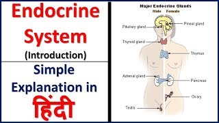 Endocrine system (Introduction) simple explanation in hindi | Bhushan Science