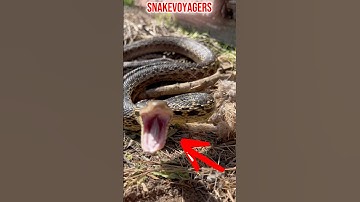 GOPHER SNAKES TRIES TO RIP MY HAND OFF🫣 #shortsfeed #wildlife #snake #animals #rattlesnake