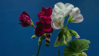 Soft House Music with Nature Clips screenshot 5