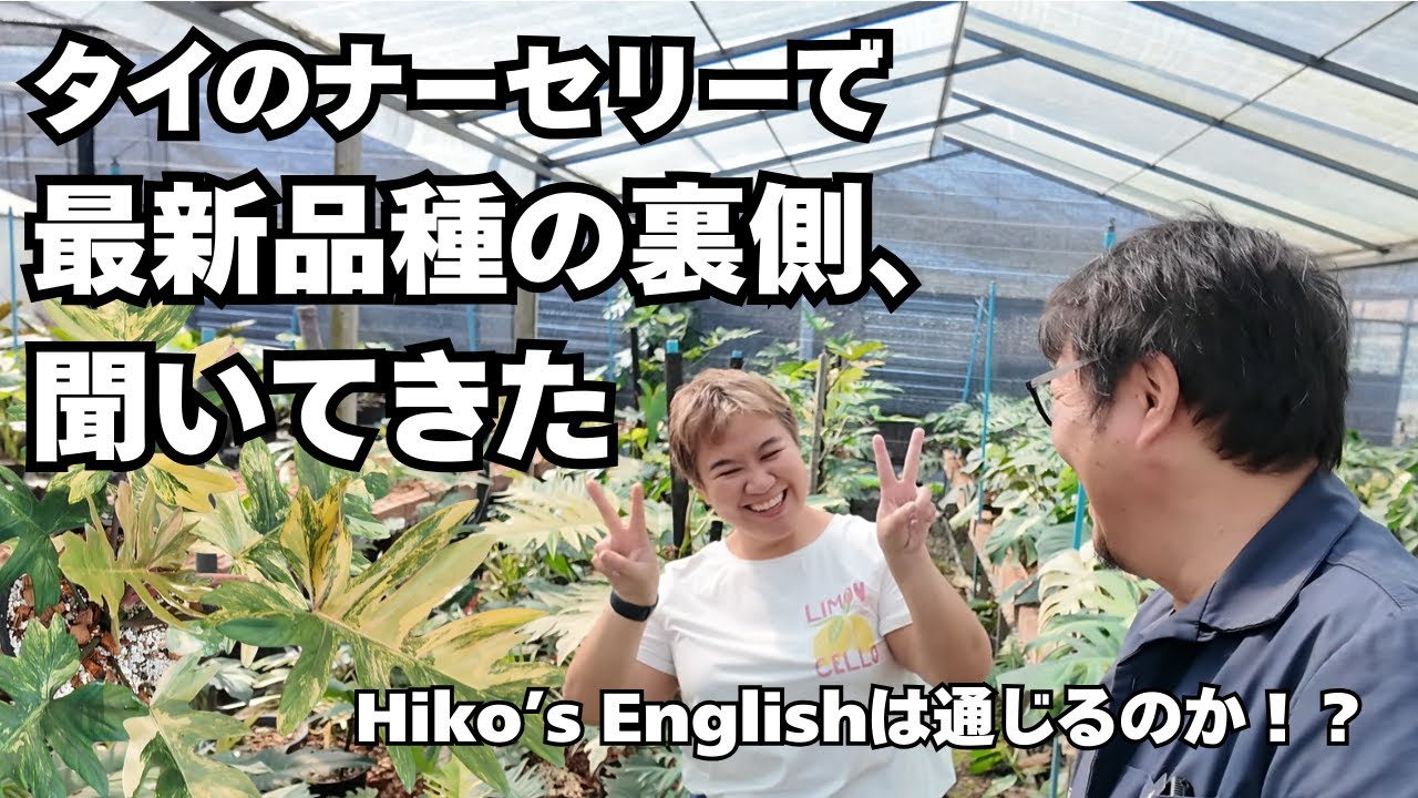 Мы пробираемся в тайский питомник! Узнаем секреты новейших и самых редких сортов непосредственно ...