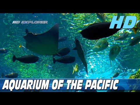 Vidéo: Aquarium du Pacifique - Un guide de l'aquarium de Long Beach