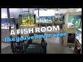 Fish room tour  giant tanks rare fish and one extraordinary hobby