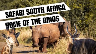 Home of the Rhinos: Safari in Hluhluwe iMfolozi Game Reserve in KwaZuluNatal, South Africa