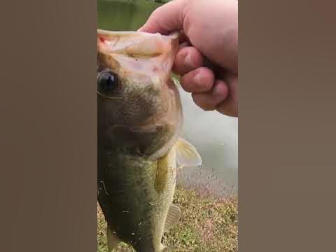 Topwater Blowup Bass Eats Pokemon Kyogre Fishing Lure #shorts 