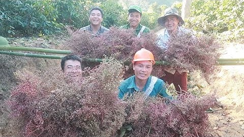 Hạt mắc khén tây bắc | Nhịp Sống Tây Bắc