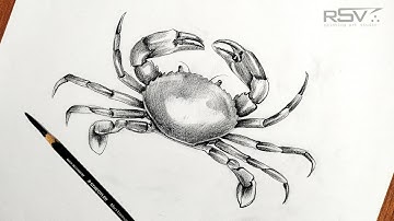 How to draw a crab | pencil drawing | black and white