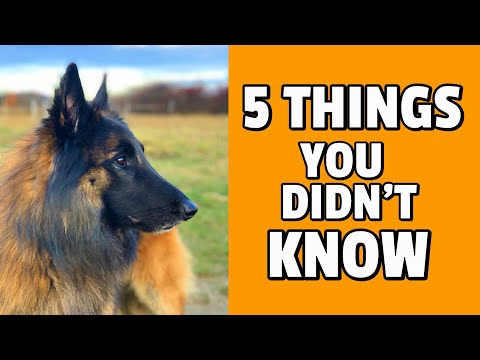 Video: 5 cose che non sapevi sul Malinois belga