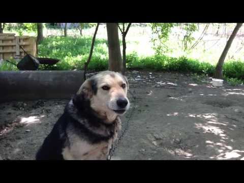 პოლიტიკურად აქტიური