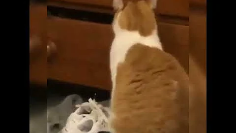 Video 9782141: cats kittens meowing compilation, kittens meowing compilation funny, pets lover animals, domestic pets, pet living