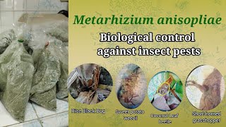 Fungus vs Insect Pests | How to Mass Produce Metarhizium