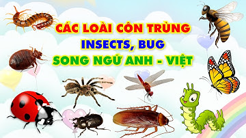 Con Gì Đây, Các Loài Côn Trùng, Song ngữ Anh Việt, What insect is this, SỨA TV
