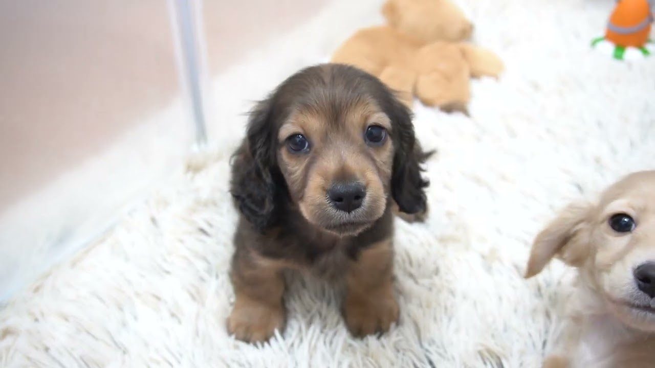 ミニチュアダックスフンド1月1日生まれレッド男の子 - YouTube