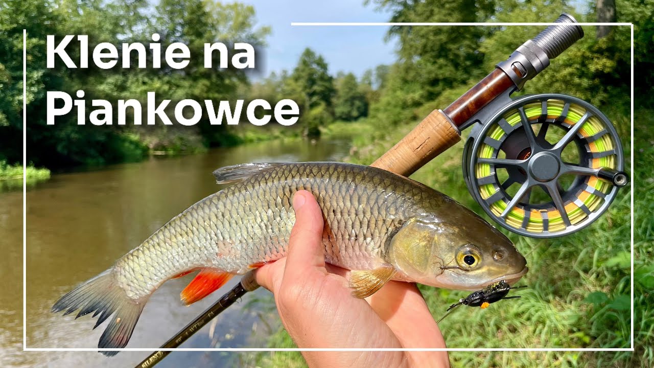 Wędkarstwo Muchowe na nizinnej rzece / Klenie na Suchą Muchę  /  Catching Chub On The Fly