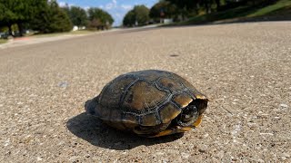 Sometimes, you just have to save a turtle.