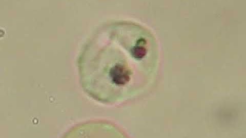 Red Blood Cell Parasites