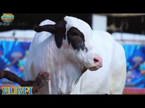 Mehran Cattle Farm's Burfi at the Karachi cow mandi