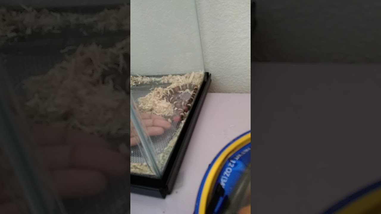 camera iphone 8 plus apk Crazy snake ep 1